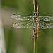 Bucket List #2: dragonfly by corymbia