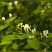 Spring Buds by hjbenson