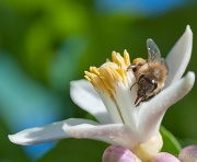 15th Apr 2012 - busy bee