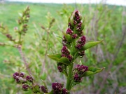 14th Apr 2012 - The lilacs are coming