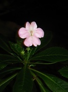 14th Apr 2012 - Night Flower