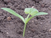 15th Apr 2012 - One of my newly planted courgettes