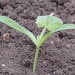 One of my newly planted courgettes by rosiekind