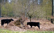 15th Apr 2012 - Free-Range Cattle