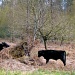 Free-Range Cattle by bulldog