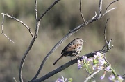 13th Apr 2012 - More Bird Watching