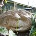 Garden Troll by lellie