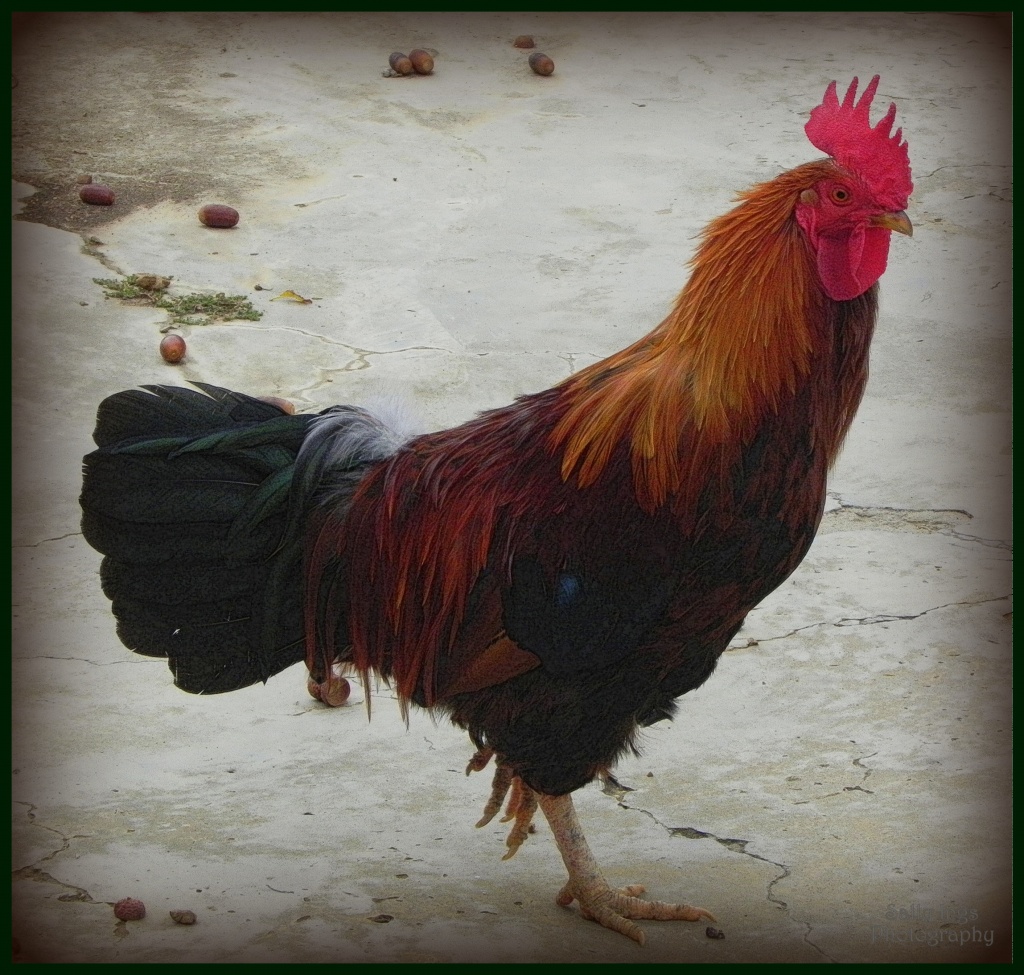 Rooster by salza