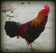 15th Apr 2012 - Rooster