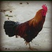Rooster by salza