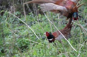 13th Apr 2012 - Get Out Of MY Patch