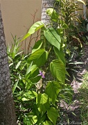 6th Mar 2012 - Beanstalk Philodendron 