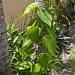 Beanstalk Philodendron  by stcyr1up