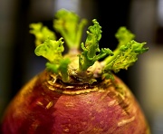 15th Apr 2012 - 15.4.12 Revenge of the turnips