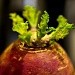 15.4.12 Revenge of the turnips by stoat