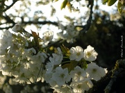 14th Apr 2012 - Cherry blossoms on a very windy day