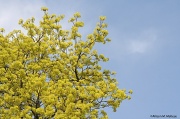 15th Apr 2012 - Spring Green