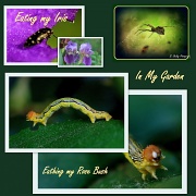 14th Apr 2012 - Garden Creatures
