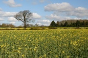 14th Apr 2012 - Mellow Yellow