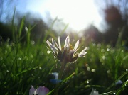 15th Apr 2012 - Reaching For the Light
