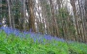 15th Apr 2012 - A bluebell bank   