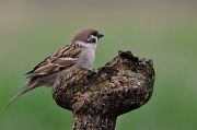 15th Apr 2012 - Day 20 Sparrow 