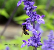 15th Apr 2012 - Bumble Bee Basket