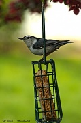 15th Apr 2012 - White-breasted Nuthatch 