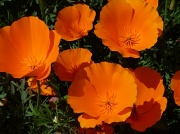 15th Apr 2012 - California poppies