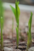 15th Apr 2012 - lily of the valley...
