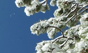 15th Apr 2012 - snow on the trees