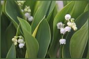 15th Apr 2012 - Lily of the Valley