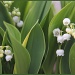 Lily of the Valley by hjbenson