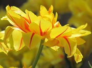 15th Apr 2012 - Guest House Tulip II