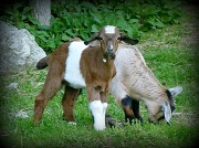 15th Apr 2012 - Baby Goats