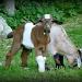 Baby Goats by calm