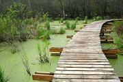 16th Apr 2012 - swampy bridge 5