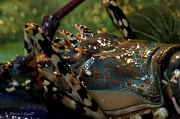 13th Apr 2012 - Lobster's Head