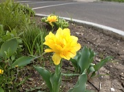 13th Apr 2012 - Spring in Chicago
