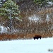 Roaming Buffalo by exposure4u