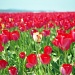 Tulips April 1999 by mcrt