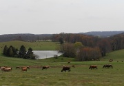 15th Apr 2012 - Cow Pasture
