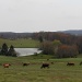 Cow Pasture by julie