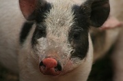 16th Apr 2012 - Livestock