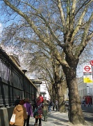 11th Apr 2012 - London Town Trees