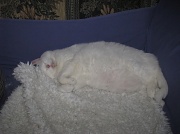 16th Apr 2012 - Riley having sweet dreams
