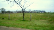 16th Apr 2012 - Horse farm