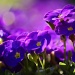 Pretty in purple by geertje