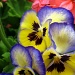 Pansies by madamelucy