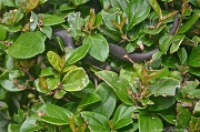 16th Apr 2012 - Snake in the shrub